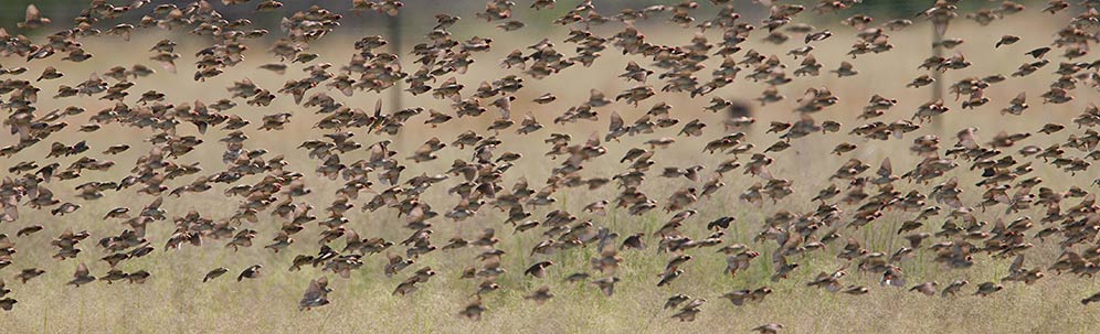 Red-billed Quelea flock in flight